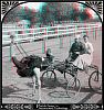 Florida stereoview