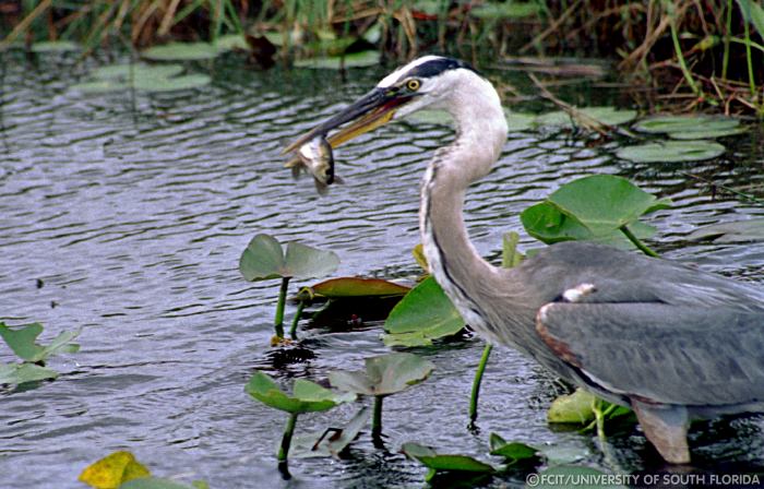 Great blue heron with a fish