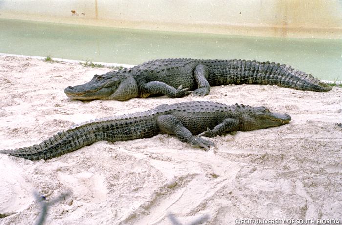 Alligators in the sand