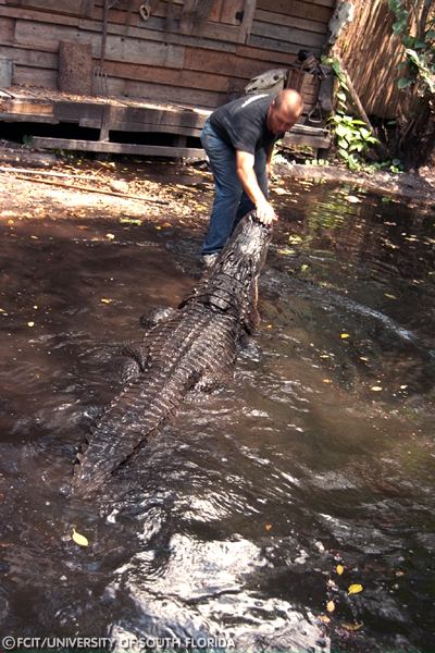 Trainer enticing an alligator