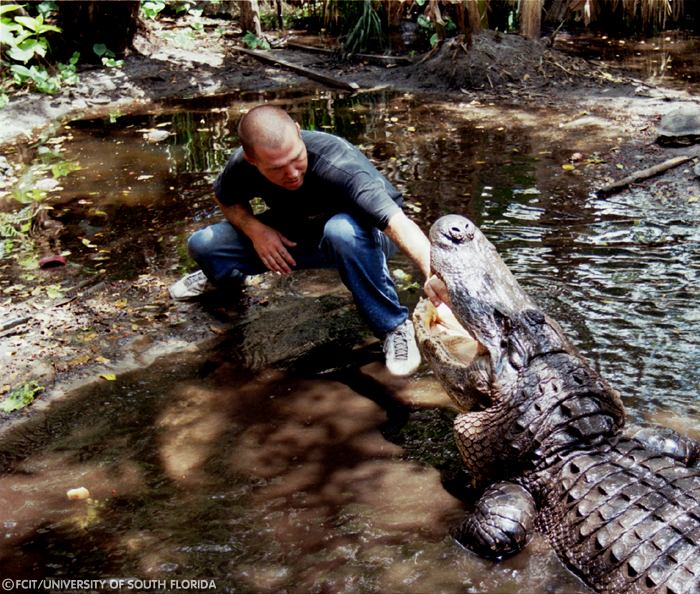Trainer feeding an alligator