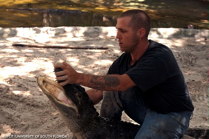 Trainer handling an alligator