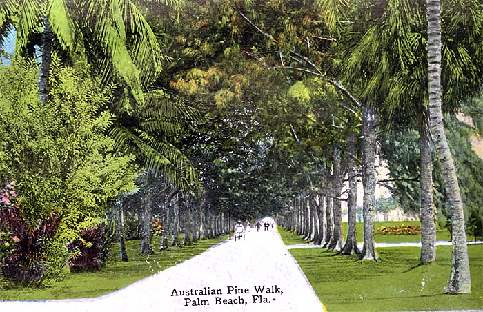 Australian Pine Walk