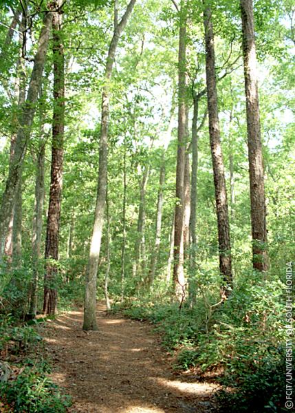 View of the nature trail