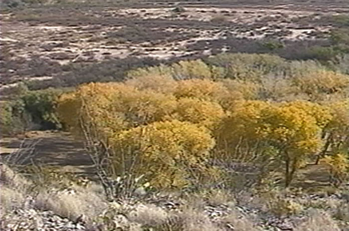 Desert Landscape