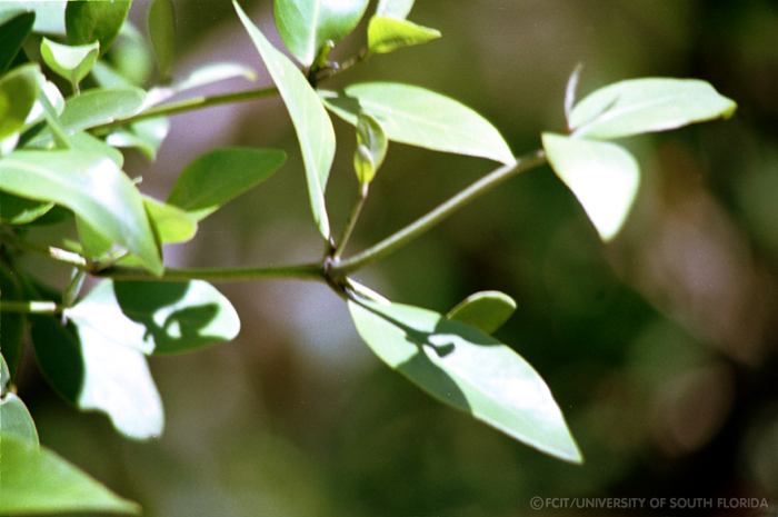 Mangrove leaves