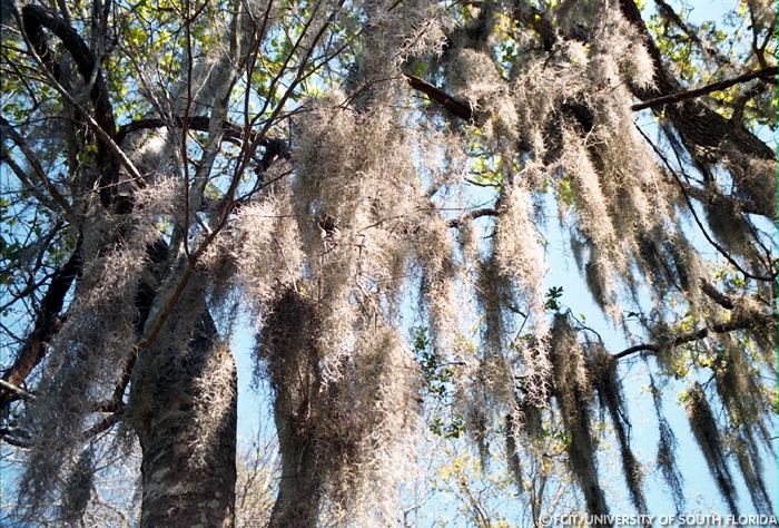 Spanish moss