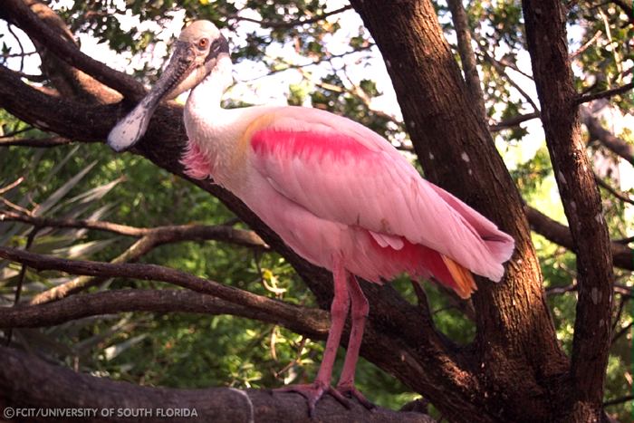 Roseate Spoonbill