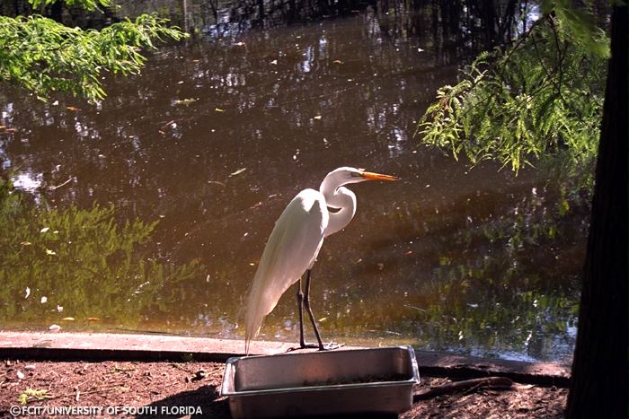 Great Egret
