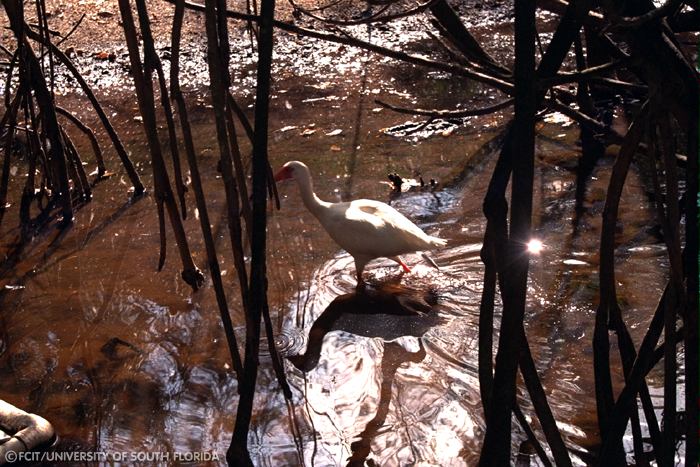White Ibis