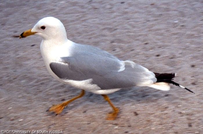 Seagull