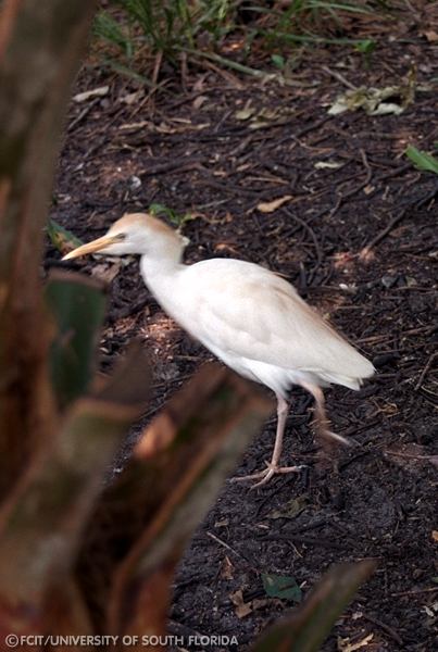 Cattle Egret