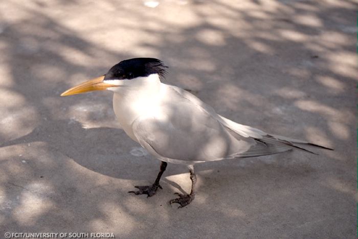 Common Tern