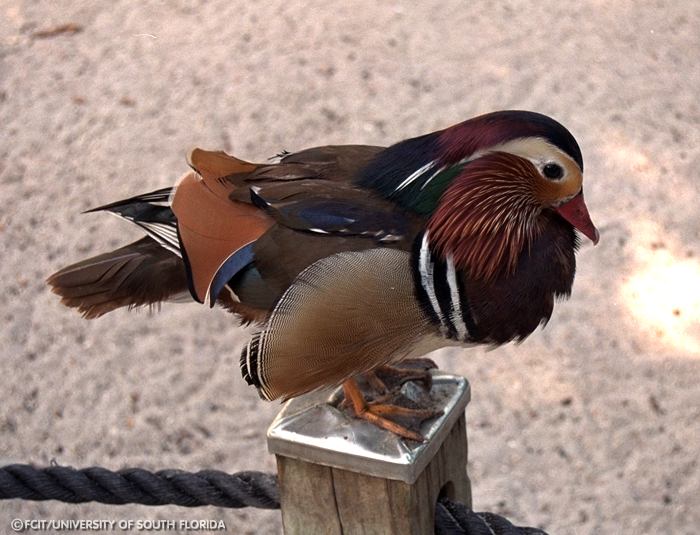 Mandarin Duck