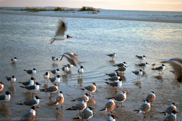 Seagulls