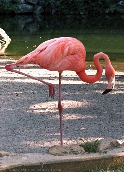 Flamingo