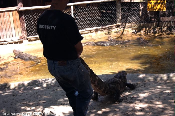 Trainer handling an alligator