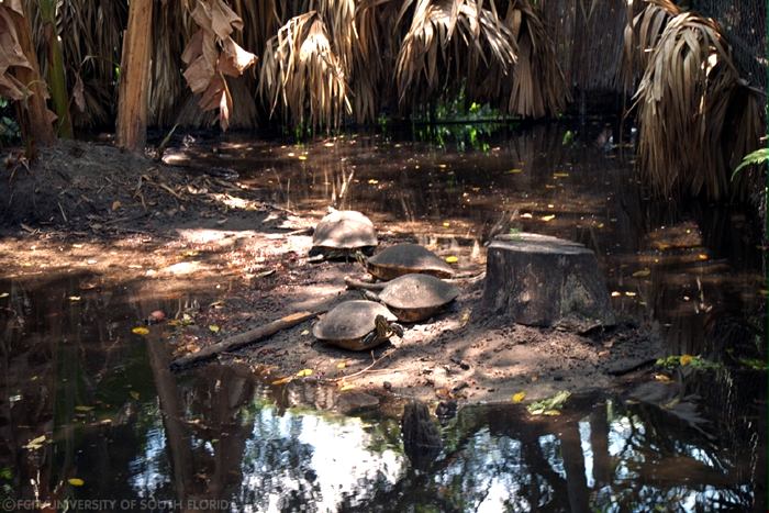Group of turtles
