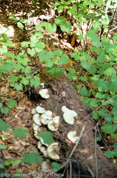 Log covered with fungi