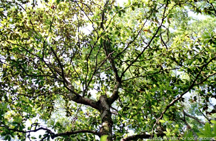 Trees along the park