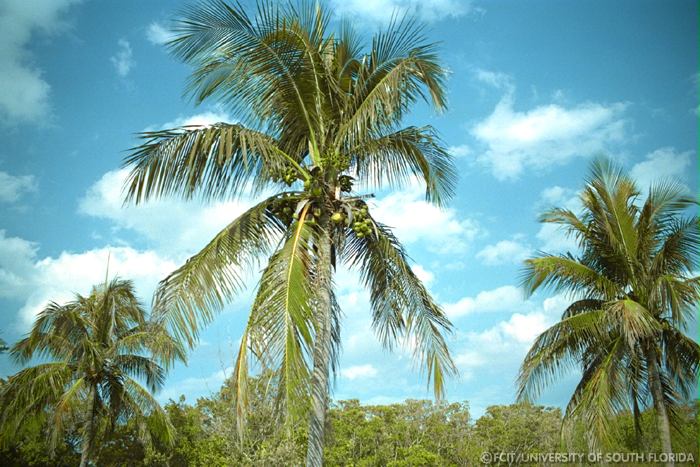 Palm trees