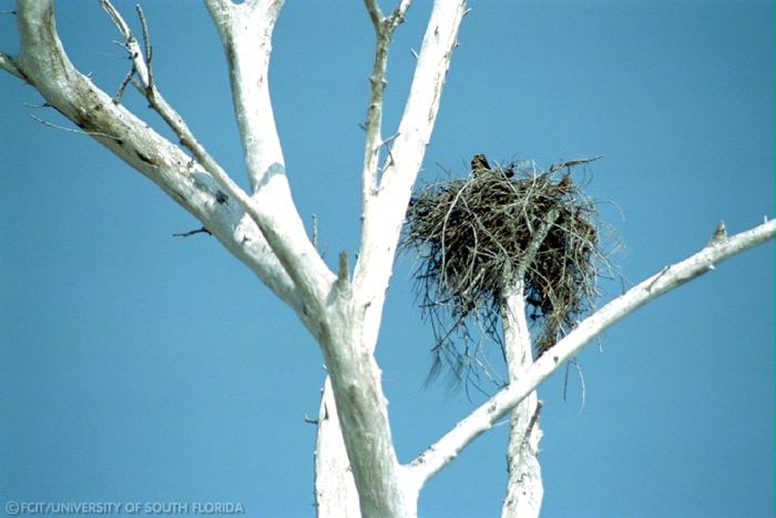 Bird's nest