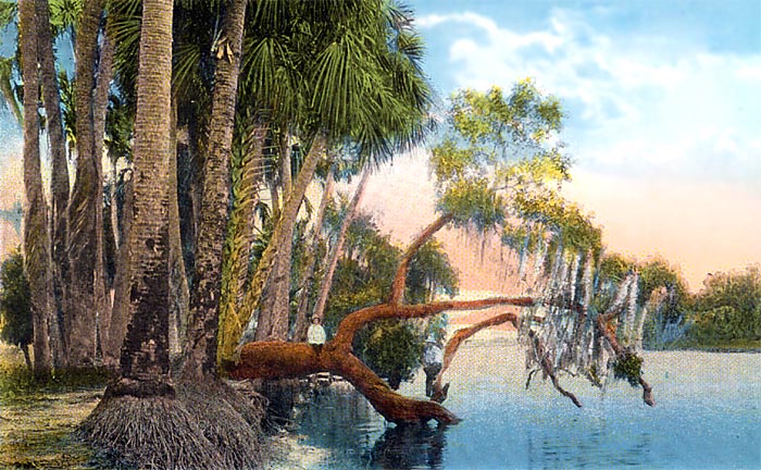 On the Banks of the River, St. Johns River, Florida