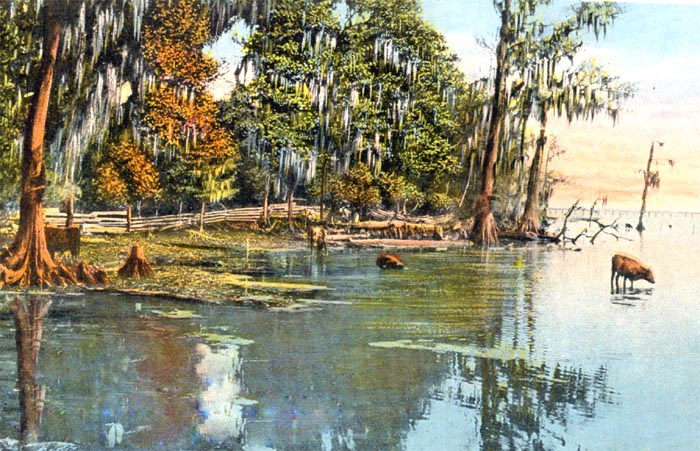 Mandarin, St. Johns River, Florida