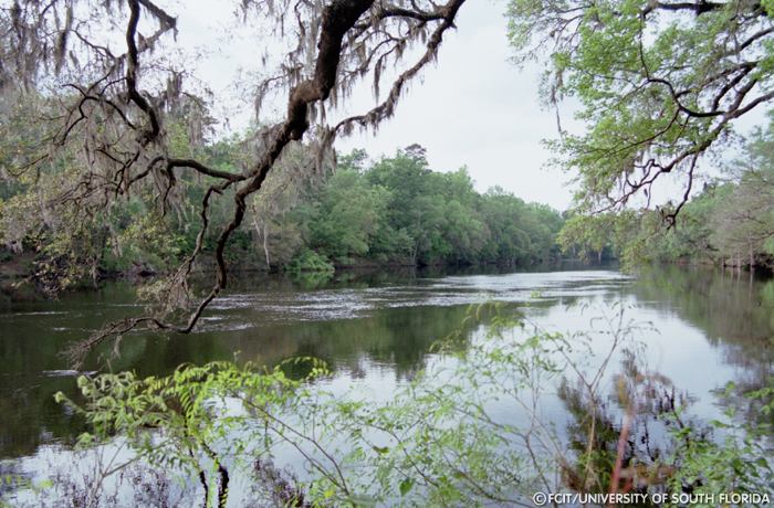 View of the river