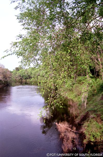 View of the river