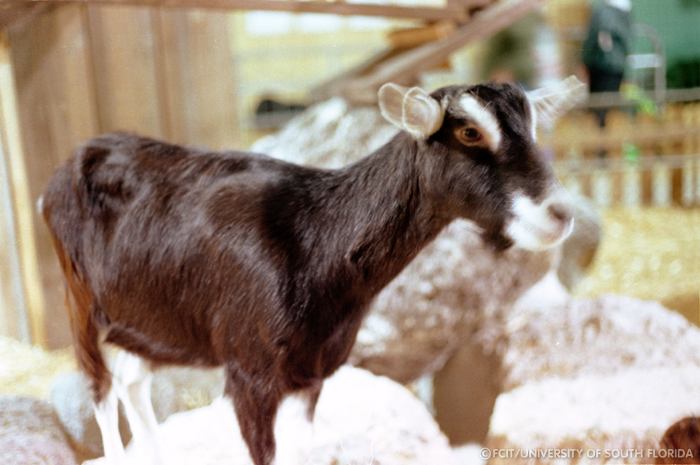 Calf