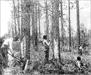 Pine Forest in Florida