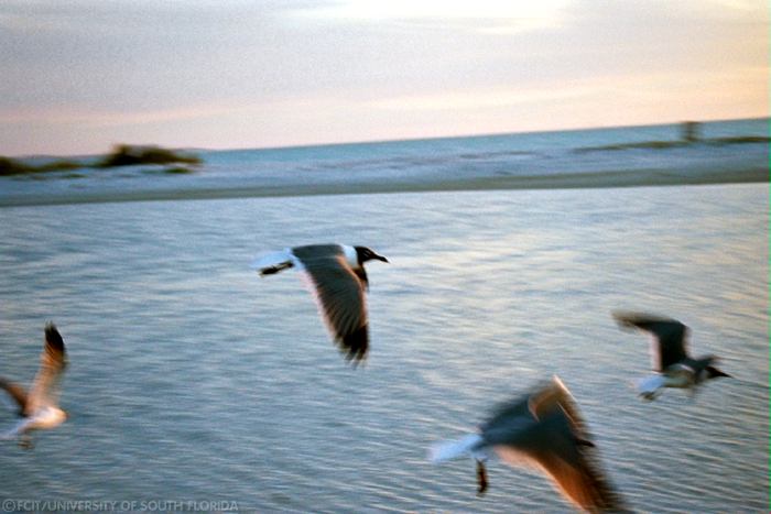Seagulls