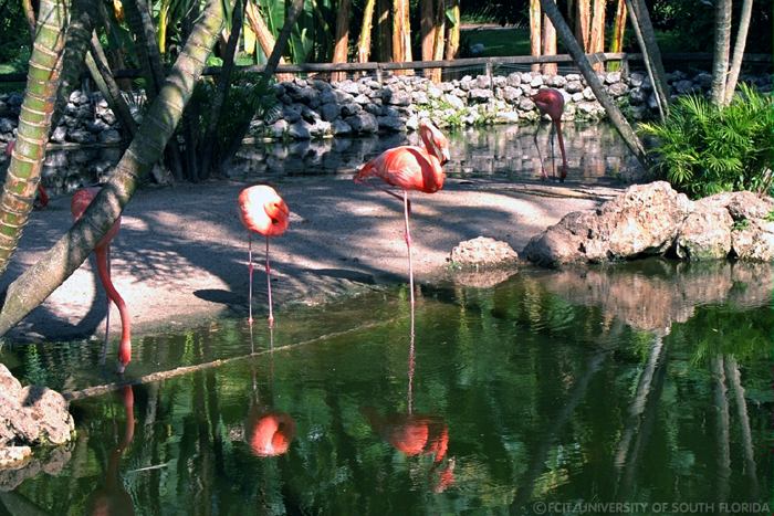 Flamingos