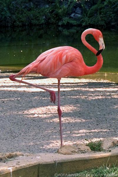 Flamingo