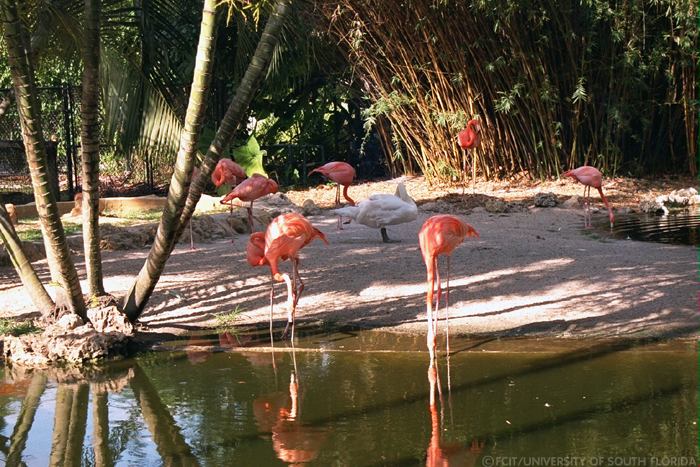 Flamingos