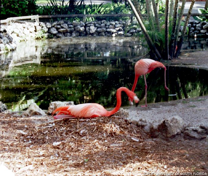 Flamingos