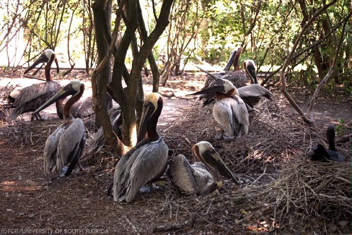 Pelicans
