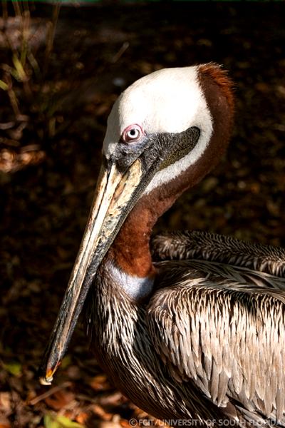 Pelican