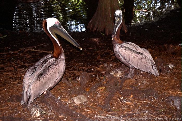 Pelicans