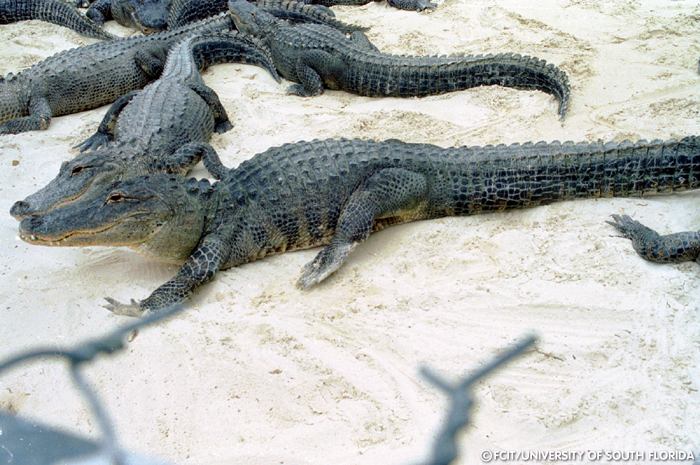 Alligators in the sand