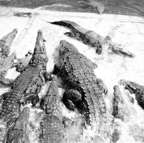 Alligators at the Everglades Reptile Gardens
