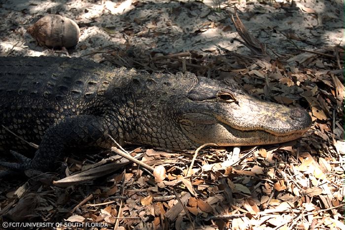 Alligator