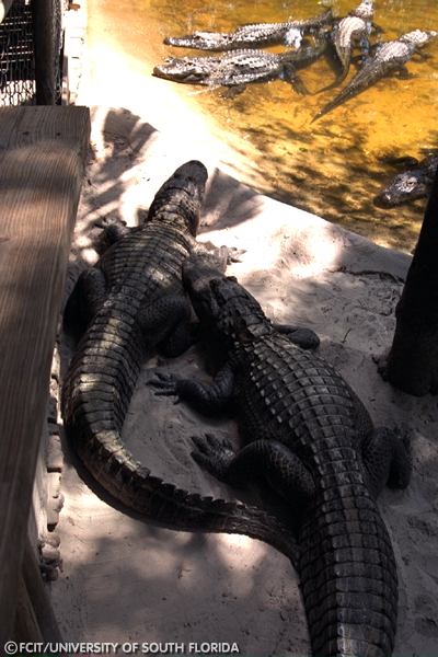 Alligators