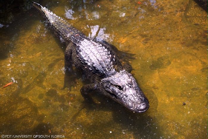 Alligator