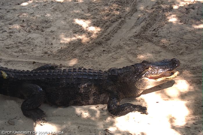Alligator