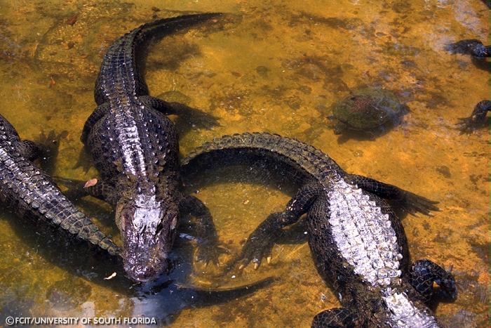 Alligators