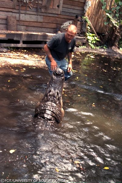 Trainer enticing an alligator