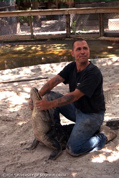 Trainer handling an alligator
