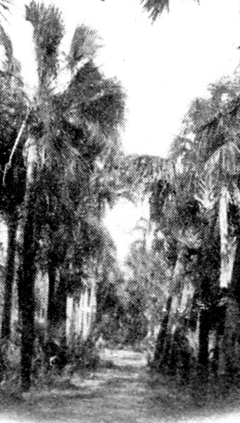 Causeway, Ormond, Florida